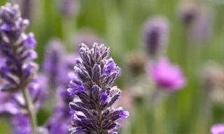 Nahaufnahme von insektenfreundlichen Blumen und Kräutern